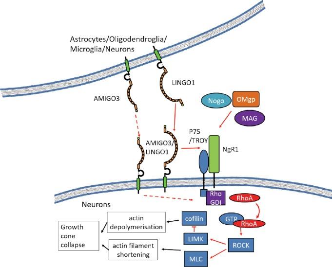 https://cdn.ncbi.nlm.nih.gov/pmc/blobs/3078/5607814/2e1027eb31b8/NRR-12-1247-g001.jpg