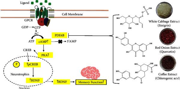 https://cdn.ncbi.nlm.nih.gov/pmc/blobs/307c/11132833/fa8256d135d9/APS2024-1230239.007.jpg