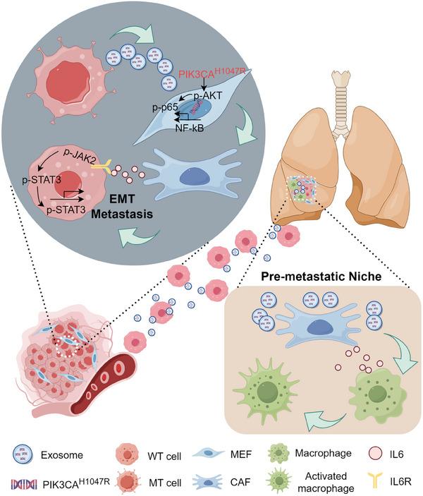 https://cdn.ncbi.nlm.nih.gov/pmc/blobs/3081/12279234/a07795e8b94f/ADVS-12-2501792-g001.jpg