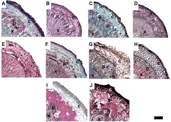 https://cdn.ncbi.nlm.nih.gov/pmc/blobs/3081/5954447/5a76342198af/fpls-09-00575-g004.jpg