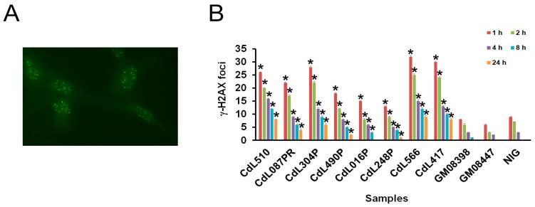 https://cdn.ncbi.nlm.nih.gov/pmc/blobs/3082/11640591/73f63c0733df/cells-13-02025-g004.jpg