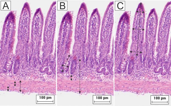 https://cdn.ncbi.nlm.nih.gov/pmc/blobs/3082/8317265/05557aa88f7a/fcimb-11-687499-g001.jpg
