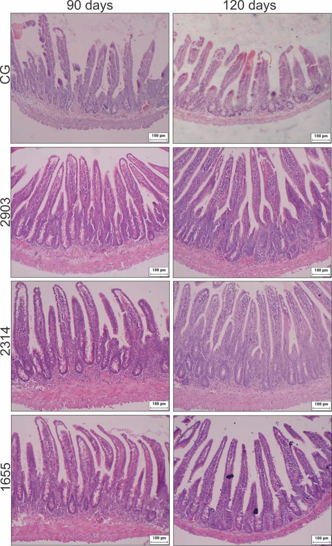 https://cdn.ncbi.nlm.nih.gov/pmc/blobs/3082/8317265/4b693220debb/fcimb-11-687499-g005.jpg