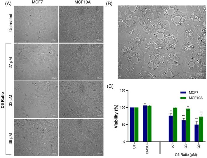 https://cdn.ncbi.nlm.nih.gov/pmc/blobs/3083/11471428/07833fe43bd9/CPR-57-e13650-g014.jpg