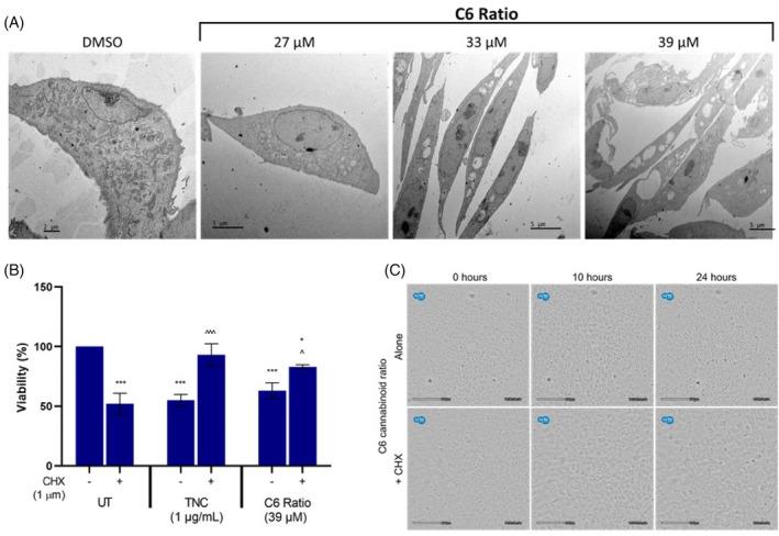 https://cdn.ncbi.nlm.nih.gov/pmc/blobs/3083/11471428/3d3a749453d0/CPR-57-e13650-g006.jpg