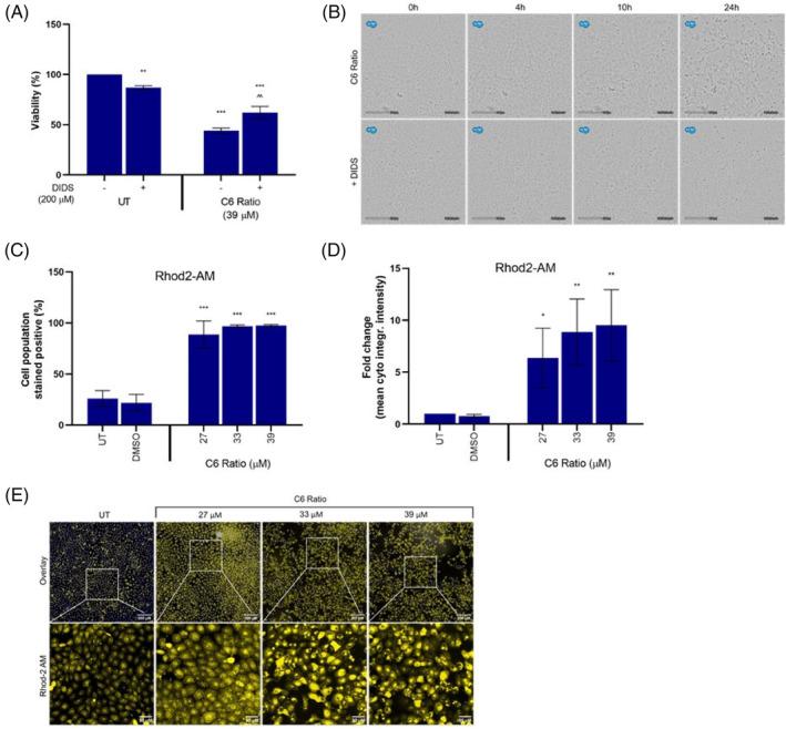 https://cdn.ncbi.nlm.nih.gov/pmc/blobs/3083/11471428/a35ab197f9e1/CPR-57-e13650-g010.jpg