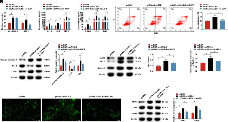 https://cdn.ncbi.nlm.nih.gov/pmc/blobs/3086/11537450/b65984f9cf39/ajc-28-11-523_f006.jpg