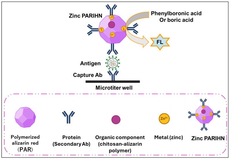 https://cdn.ncbi.nlm.nih.gov/pmc/blobs/3086/12025067/14cd8b771eaf/biosensors-15-00256-sch001.jpg