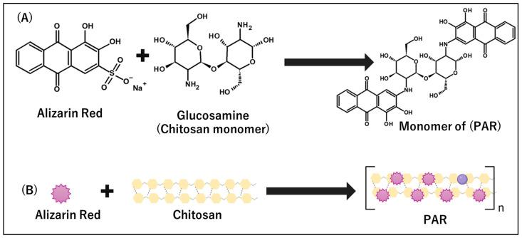 https://cdn.ncbi.nlm.nih.gov/pmc/blobs/3086/12025067/370ccd8b966c/biosensors-15-00256-sch002.jpg
