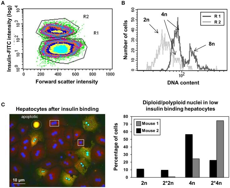https://cdn.ncbi.nlm.nih.gov/pmc/blobs/3087/5671579/2c662a0d0d47/fphys-08-00862-g0004.jpg