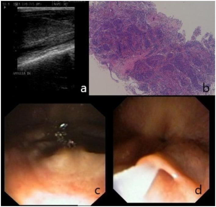 https://cdn.ncbi.nlm.nih.gov/pmc/blobs/3088/12021803/32e4a44802fb/fvets-12-1571637-g001.jpg