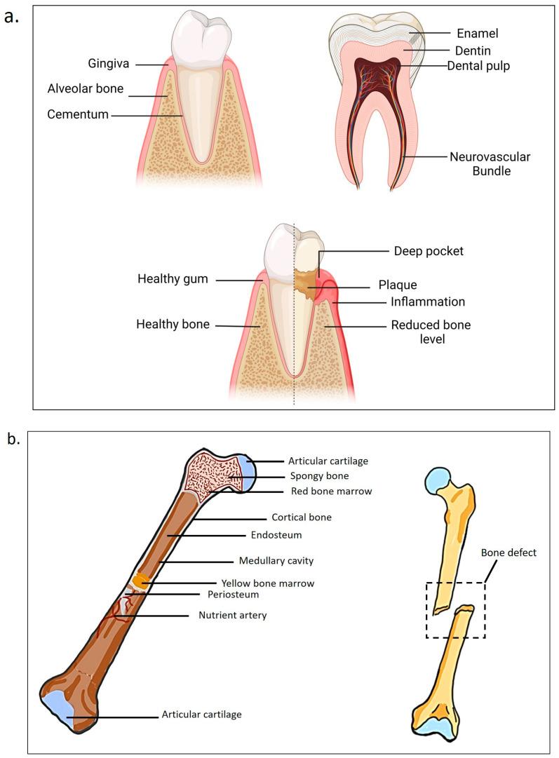 https://cdn.ncbi.nlm.nih.gov/pmc/blobs/3088/12026678/4cceda6b9851/ijms-26-03510-g001.jpg