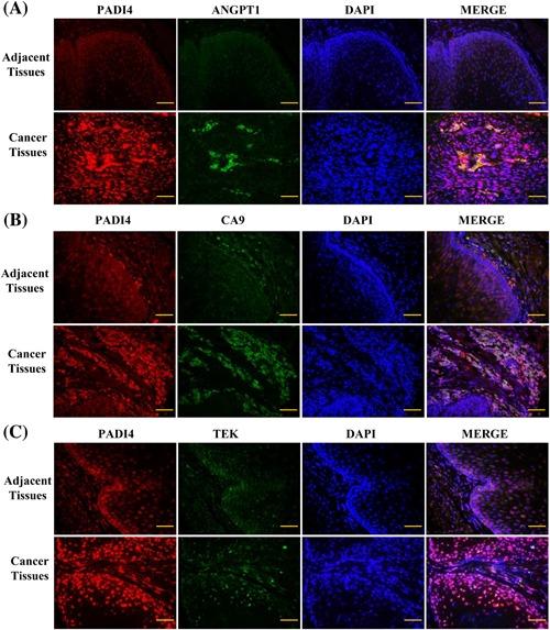 https://cdn.ncbi.nlm.nih.gov/pmc/blobs/3088/6588094/2357d62d0fc4/MC-58-66-g007.jpg