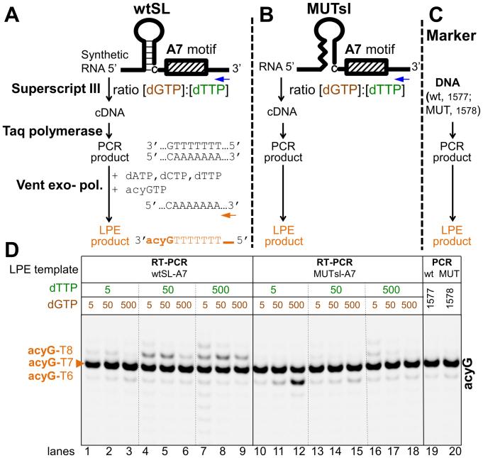 https://cdn.ncbi.nlm.nih.gov/pmc/blobs/308b/5737552/2171f5e60f6b/gkx689fig1.jpg