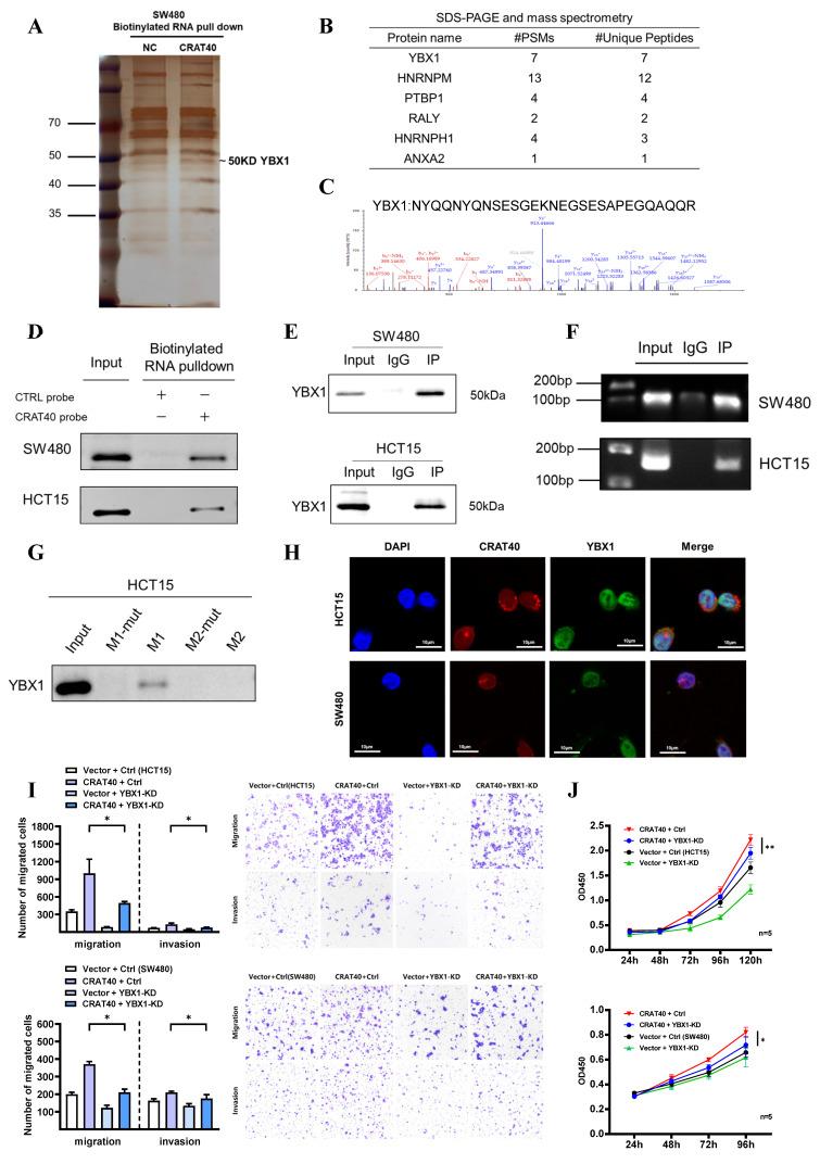 https://cdn.ncbi.nlm.nih.gov/pmc/blobs/308e/12374820/2bfe63017521/ijbsv21p4834g005.jpg