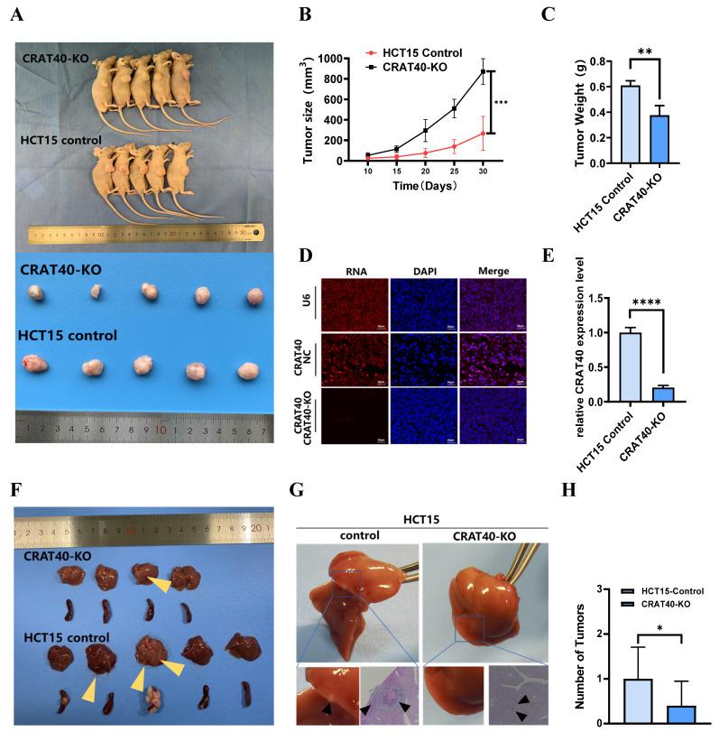 https://cdn.ncbi.nlm.nih.gov/pmc/blobs/308e/12374820/9d019a08765d/ijbsv21p4834g003.jpg