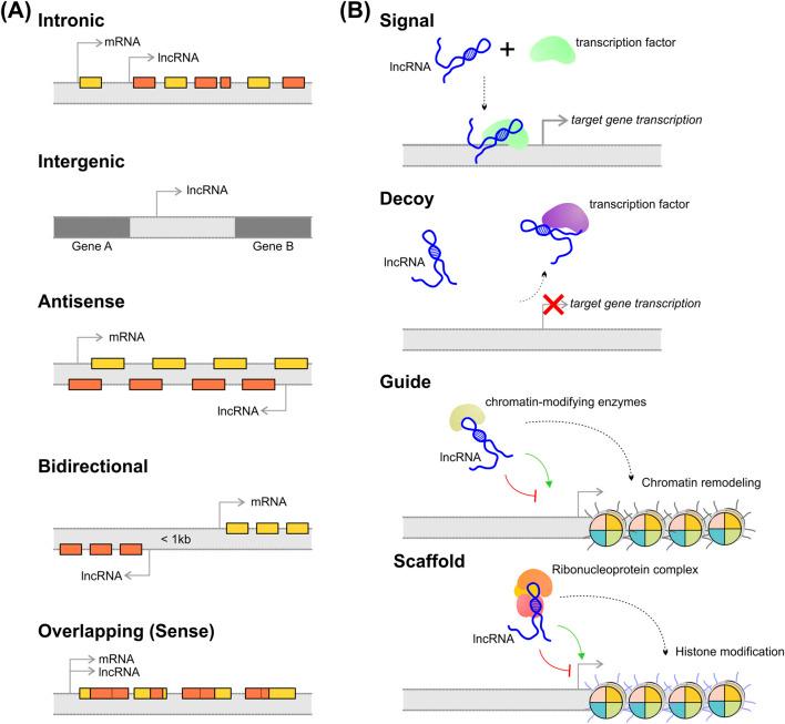 https://cdn.ncbi.nlm.nih.gov/pmc/blobs/308f/11683014/08bf35a743c1/fgene-15-1478352-g001.jpg