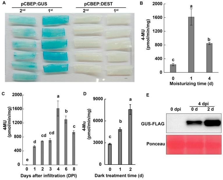 https://cdn.ncbi.nlm.nih.gov/pmc/blobs/3091/10142106/6e71ff69c70a/ijms-24-07636-g002.jpg