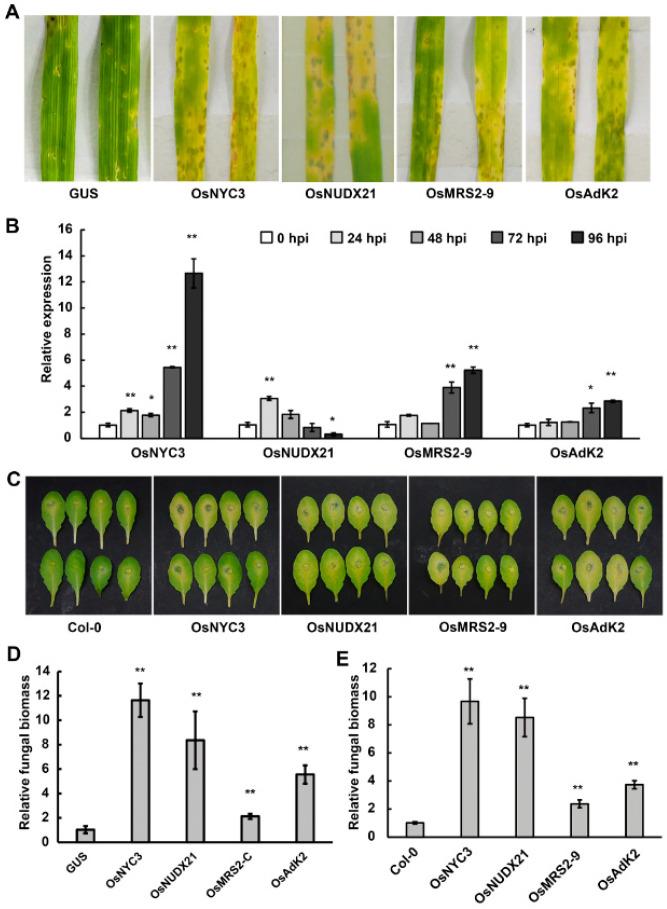 https://cdn.ncbi.nlm.nih.gov/pmc/blobs/3091/10142106/70c2e8dfbbee/ijms-24-07636-g006.jpg