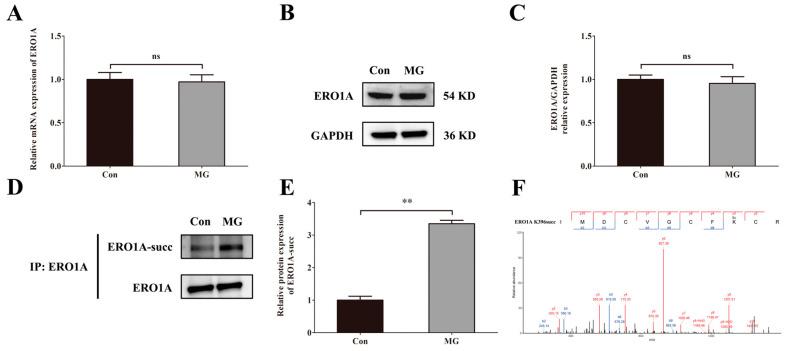 https://cdn.ncbi.nlm.nih.gov/pmc/blobs/3091/11988372/7a1410c1d4f6/ijms-26-02908-g007.jpg