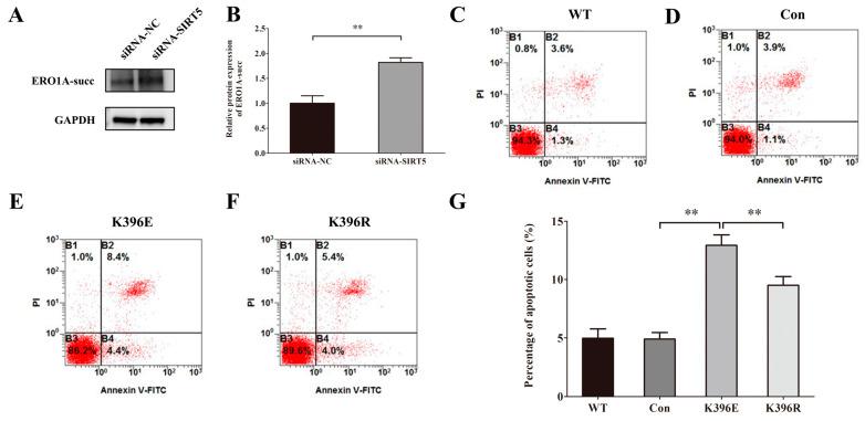 https://cdn.ncbi.nlm.nih.gov/pmc/blobs/3091/11988372/8fcd5428ea73/ijms-26-02908-g008.jpg