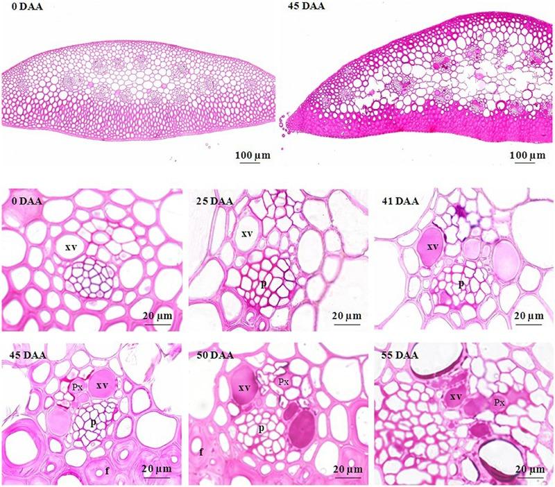 https://cdn.ncbi.nlm.nih.gov/pmc/blobs/3091/4921477/7c0c98958778/fpls-07-00920-g005.jpg