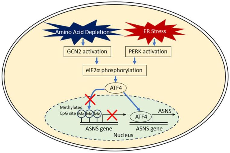 https://cdn.ncbi.nlm.nih.gov/pmc/blobs/3092/11722615/10eecdcc5592/nutrients-17-00179-g001.jpg