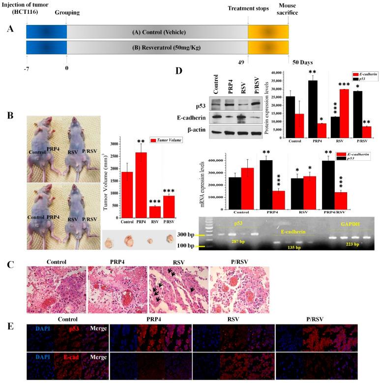 https://cdn.ncbi.nlm.nih.gov/pmc/blobs/3093/8955441/1ae3cdaad212/ijms-23-03092-g002.jpg