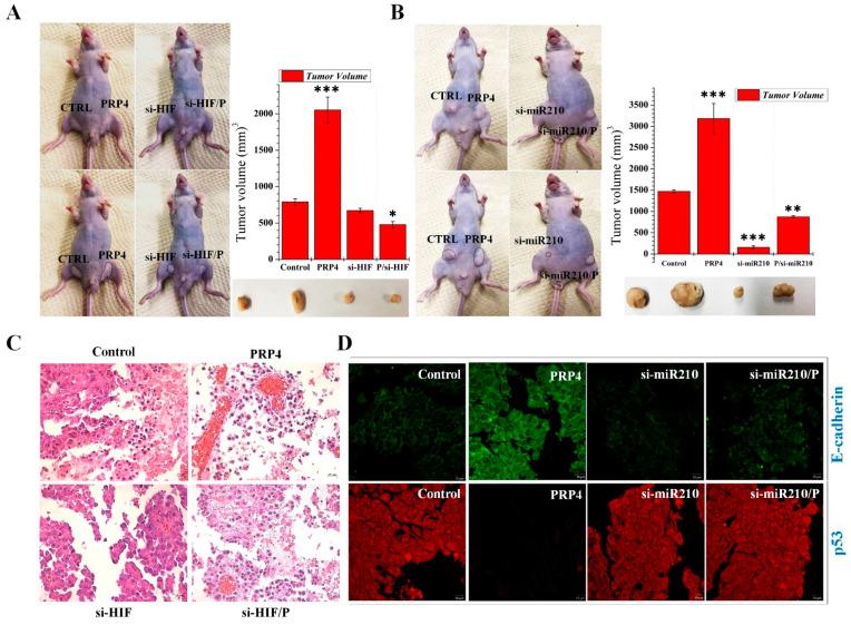 https://cdn.ncbi.nlm.nih.gov/pmc/blobs/3093/8955441/3ac4455ea8a2/ijms-23-03092-g007.jpg