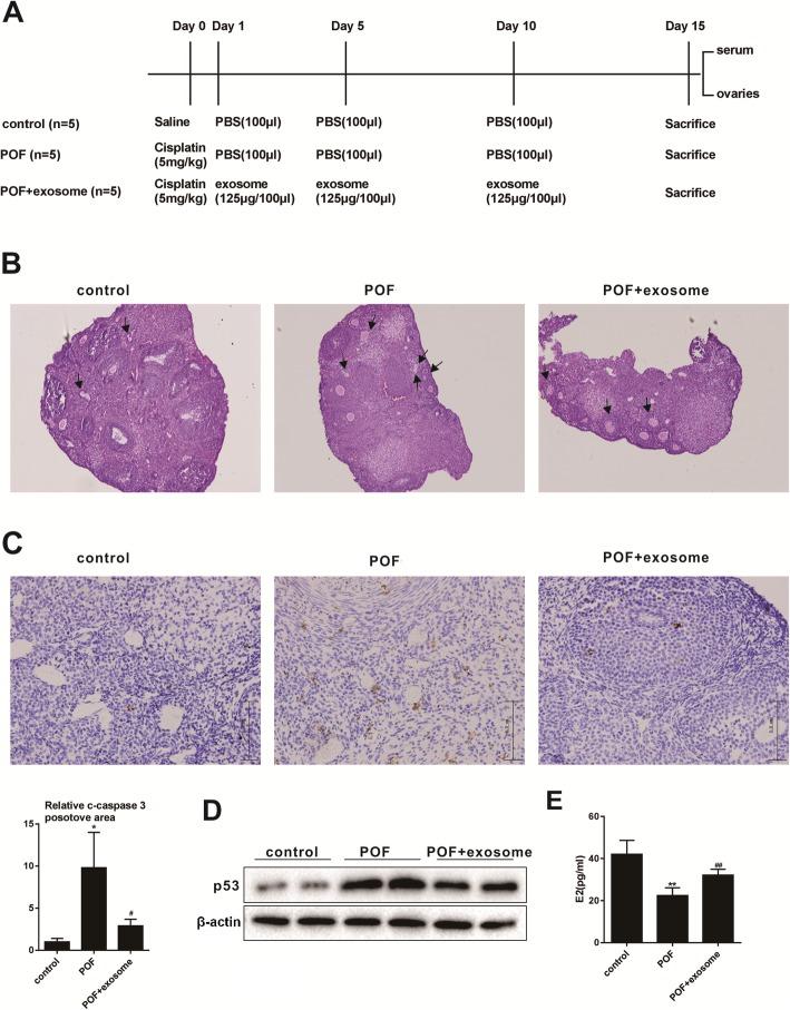 https://cdn.ncbi.nlm.nih.gov/pmc/blobs/3094/6884862/4f1c14cec444/13287_2019_1442_Fig2_HTML.jpg