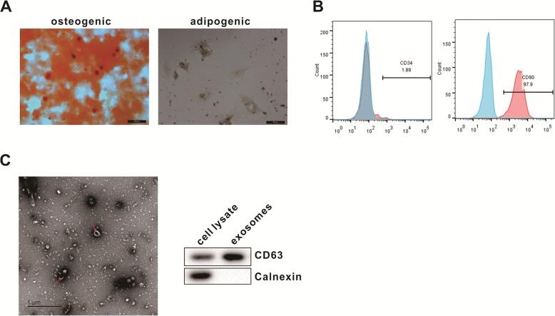https://cdn.ncbi.nlm.nih.gov/pmc/blobs/3094/6884862/db1407d31895/13287_2019_1442_Fig1_HTML.jpg