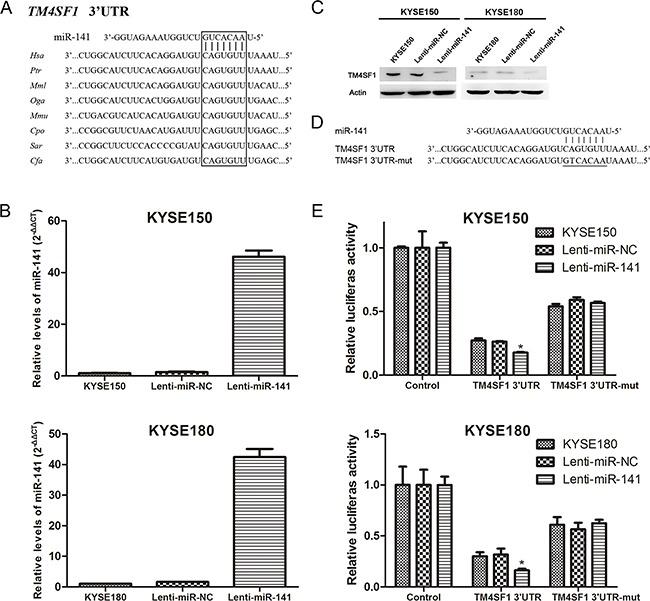https://cdn.ncbi.nlm.nih.gov/pmc/blobs/3096/5386683/17461a52d2f2/oncotarget-08-19274-g004.jpg