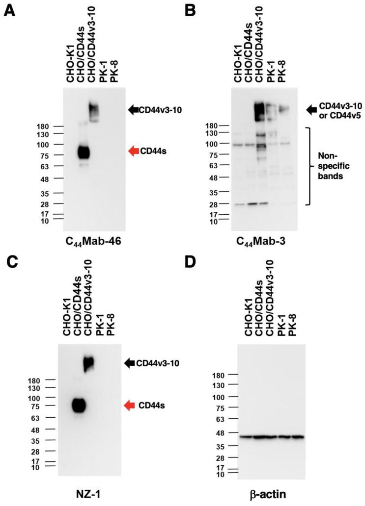 https://cdn.ncbi.nlm.nih.gov/pmc/blobs/3097/10204397/5a18631a6b63/antibodies-12-00031-g004.jpg