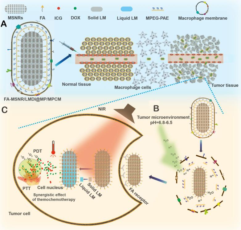 https://cdn.ncbi.nlm.nih.gov/pmc/blobs/3098/8543955/3a0703e23fb2/12951_2021_1082_Fig1_HTML.jpg