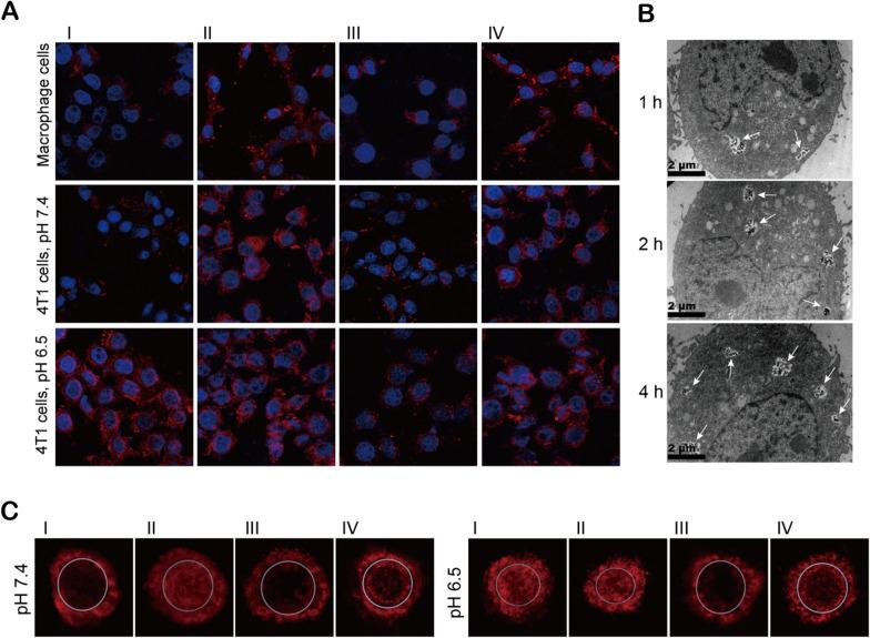 https://cdn.ncbi.nlm.nih.gov/pmc/blobs/3098/8543955/78fd337d5744/12951_2021_1082_Fig3_HTML.jpg