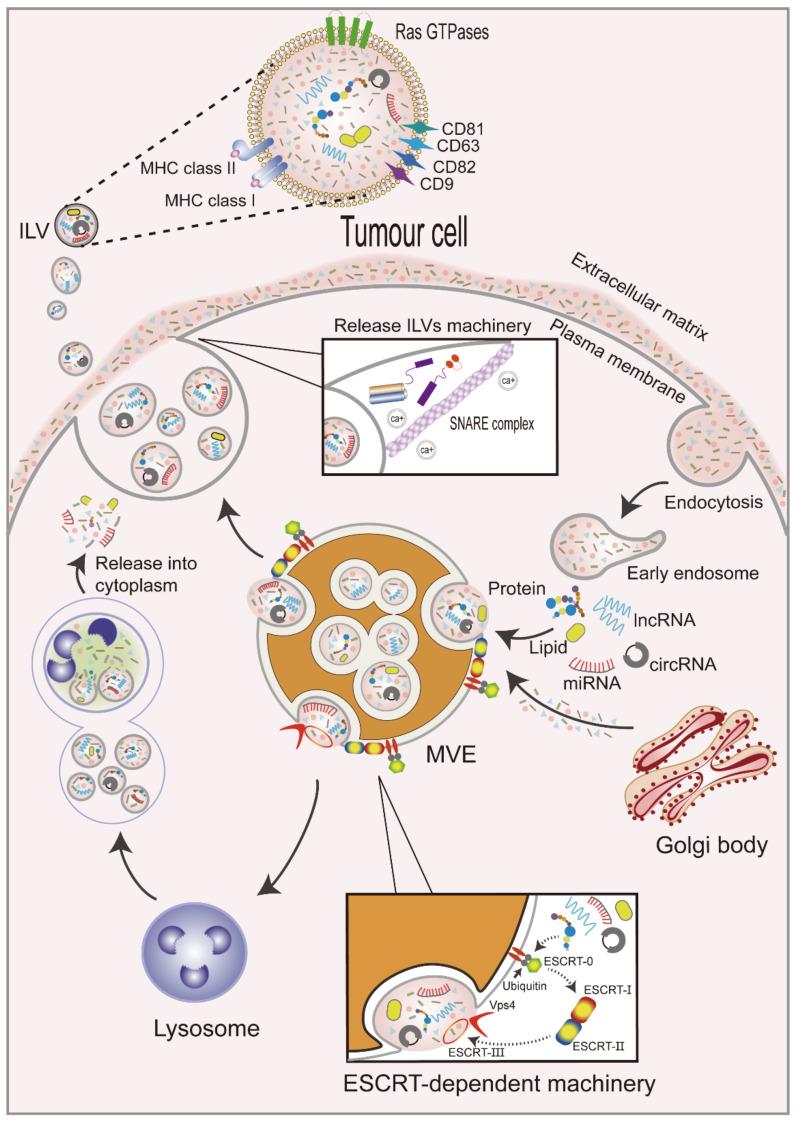 https://cdn.ncbi.nlm.nih.gov/pmc/blobs/309b/9406833/e98c04c1b535/curroncol-29-00427-g001.jpg