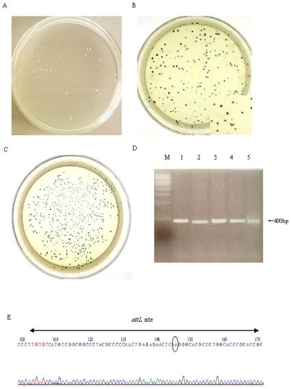 https://cdn.ncbi.nlm.nih.gov/pmc/blobs/309c/2810336/62331250ed39/pone.0008863.g002.jpg