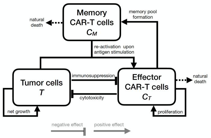https://cdn.ncbi.nlm.nih.gov/pmc/blobs/309c/8231202/b9e9af630bda/cancers-13-02941-g001.jpg