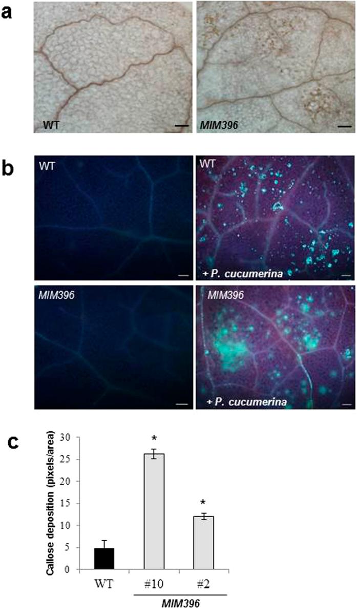 https://cdn.ncbi.nlm.nih.gov/pmc/blobs/309f/5362962/55e3a805d4c4/srep44898-f3.jpg