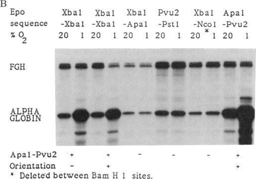 https://cdn.ncbi.nlm.nih.gov/pmc/blobs/30a4/52967/422c126942d4/pnas01073-0190-b.jpg