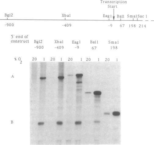 https://cdn.ncbi.nlm.nih.gov/pmc/blobs/30a4/52967/d7507343504a/pnas01073-0189-a.jpg