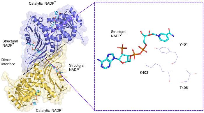 https://cdn.ncbi.nlm.nih.gov/pmc/blobs/30a5/9448902/38e2b094403a/fphar-13-932154-g003.jpg