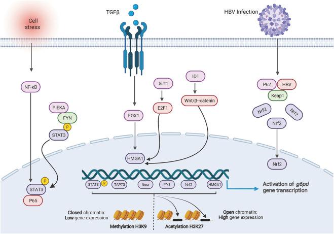 https://cdn.ncbi.nlm.nih.gov/pmc/blobs/30a5/9448902/dcfee45c620c/fphar-13-932154-g001.jpg