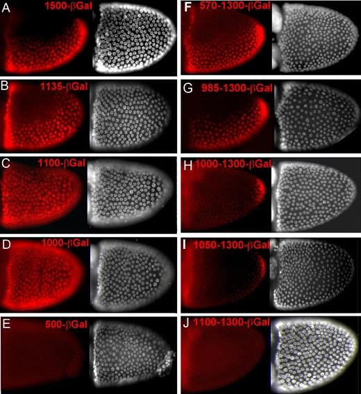 https://cdn.ncbi.nlm.nih.gov/pmc/blobs/30aa/3291829/3691e1cd497e/427_2011_384_Fig4_HTML.jpg