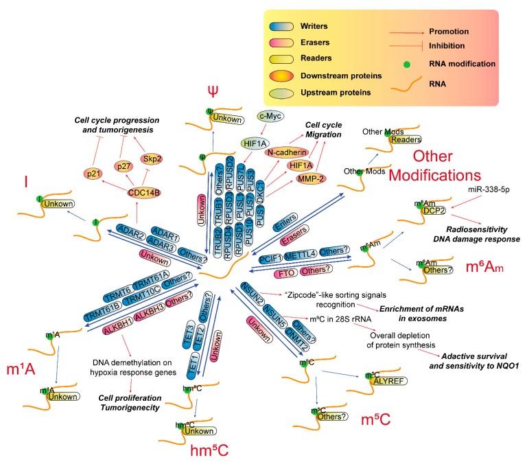 https://cdn.ncbi.nlm.nih.gov/pmc/blobs/30aa/7140112/418b7901d413/cancers-12-00736-g002.jpg
