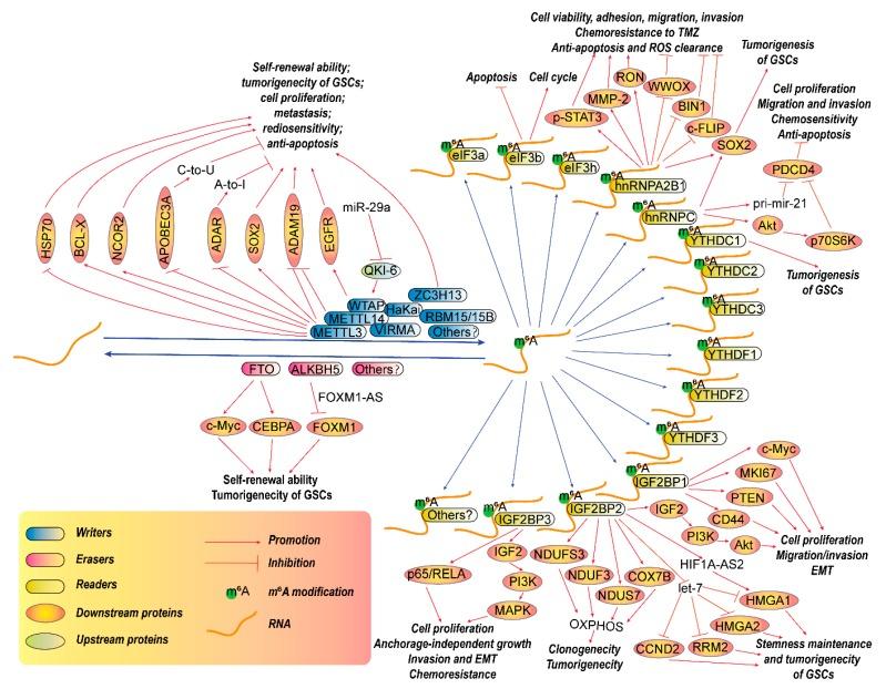https://cdn.ncbi.nlm.nih.gov/pmc/blobs/30aa/7140112/434b70edc14a/cancers-12-00736-g001.jpg