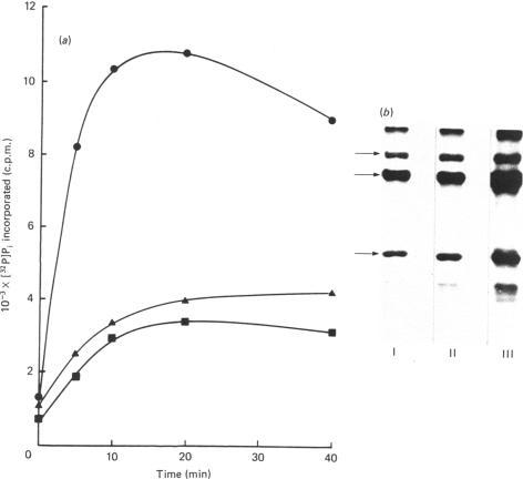 https://cdn.ncbi.nlm.nih.gov/pmc/blobs/30ab/1149198/89791427e870/biochemj00229-0042-a.jpg