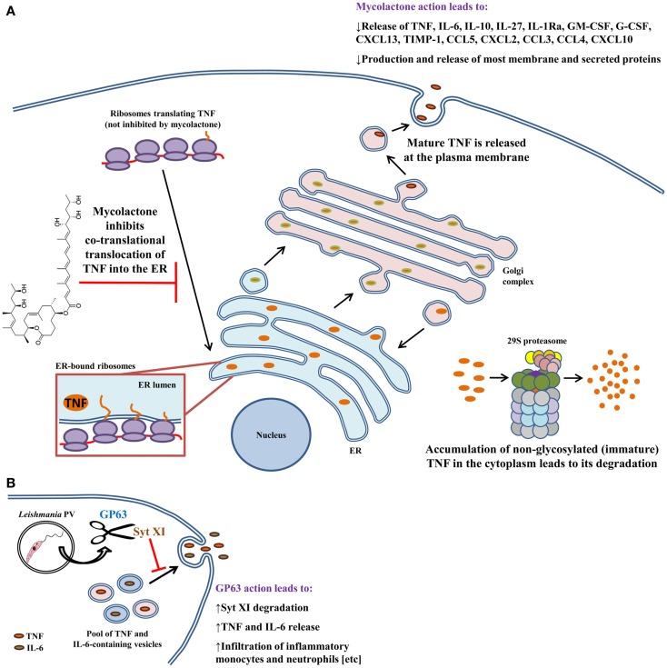 https://cdn.ncbi.nlm.nih.gov/pmc/blobs/30ab/4188125/56158ac48af5/fimmu-05-00491-g002.jpg