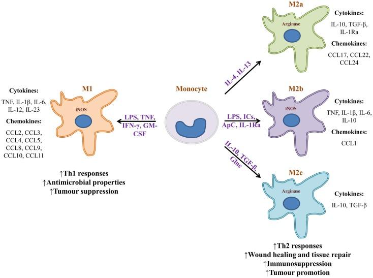 https://cdn.ncbi.nlm.nih.gov/pmc/blobs/30ab/4188125/ff80504732d2/fimmu-05-00491-g001.jpg