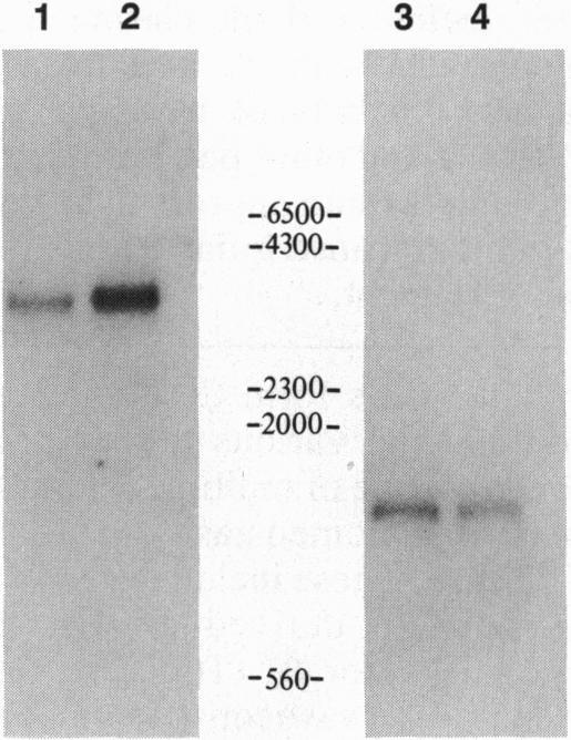 https://cdn.ncbi.nlm.nih.gov/pmc/blobs/30ac/46558/7070653ac837/pnas01462-0272-a.jpg